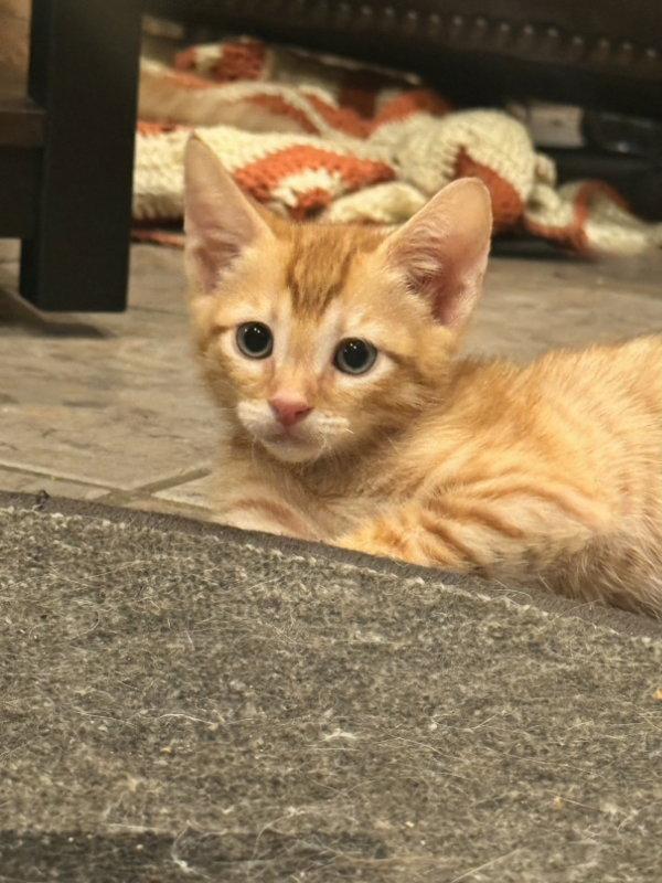 Festus, a Adopted mixed breed in Pineville, LA image 2/3