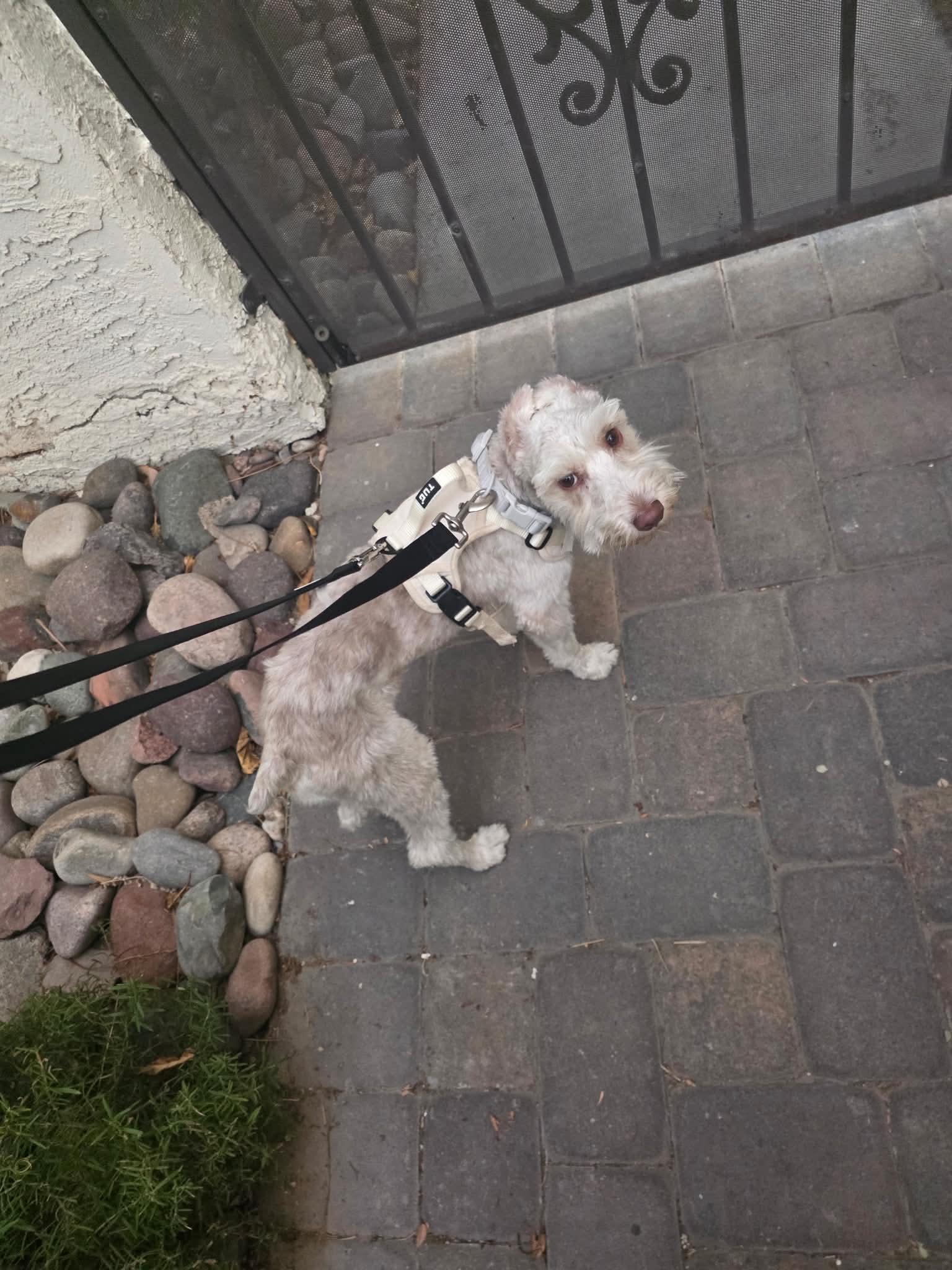 Enlarge Krypto, a Adoptable Schnauzer in Homer Glen, IL image 5/6