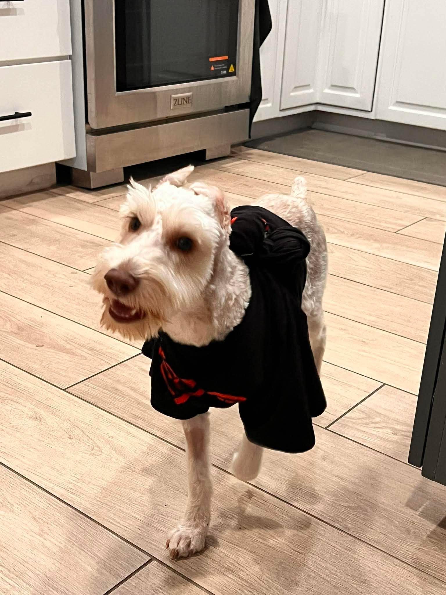 Krypto, Adoptable, Young Male Schnauzer.