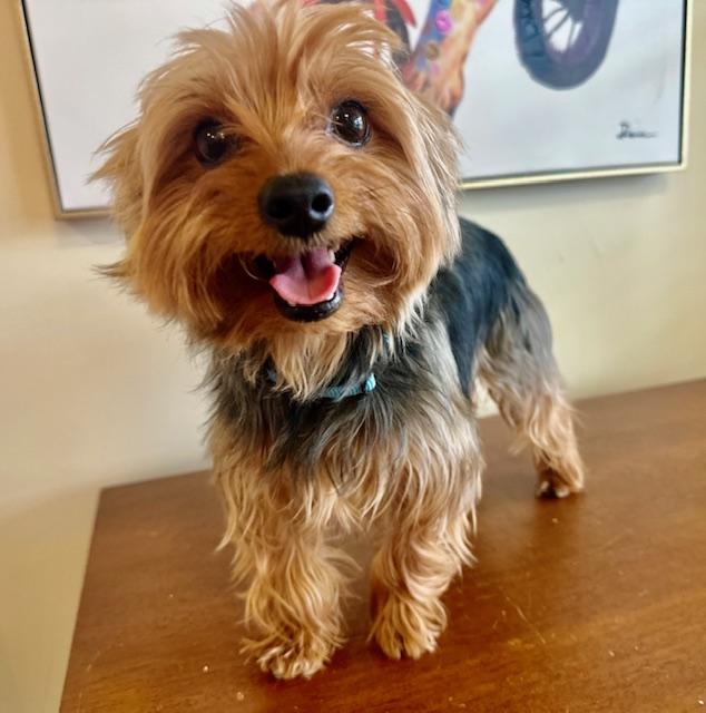 Enlarge Cash, an adopted Yorkshire Terrier in Gallatin, TN image 1/3