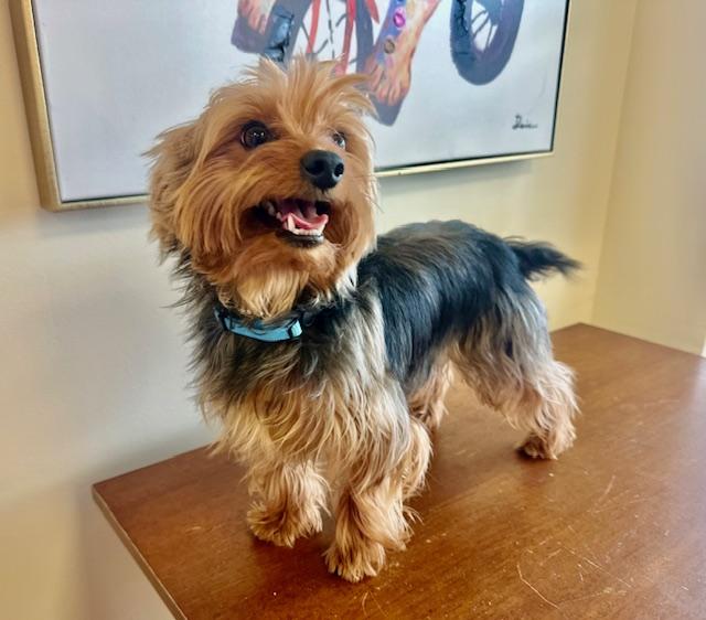 Enlarge Cash, an adopted Yorkshire Terrier in Gallatin, TN image 2/3