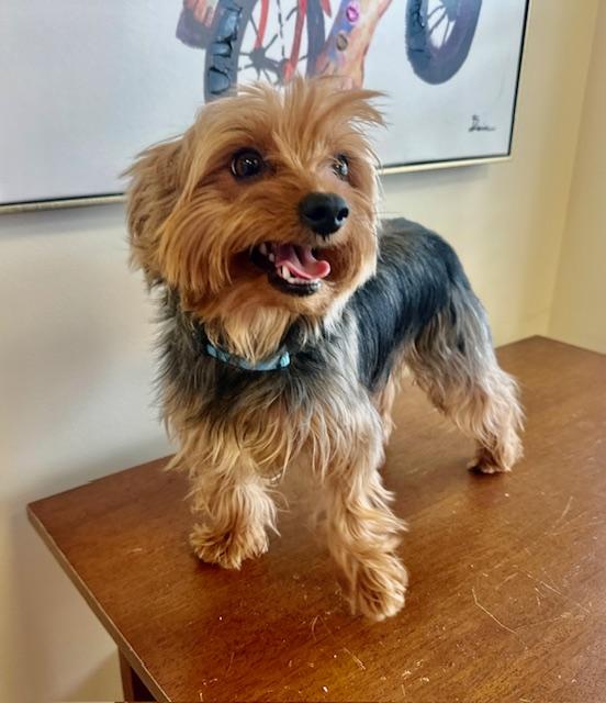 Enlarge Cash, an adopted Yorkshire Terrier in Gallatin, TN image 3/3