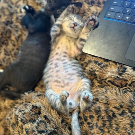 Rocket, a Adopted Domestic Short Hair in Vancouver, WA image 3/6