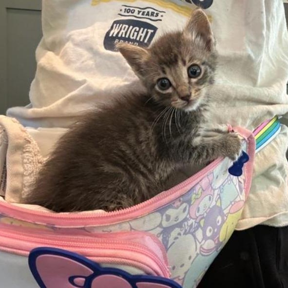 Rocket, a Adopted Domestic Short Hair in Vancouver, WA image 4/6