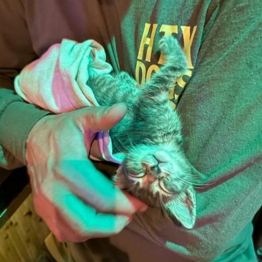 Rocket, a Adopted Domestic Short Hair in Vancouver, WA image 6/6