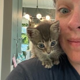 Rocket, a Adopted Domestic Short Hair in Vancouver, WA image 5/6