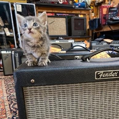 Rocket, a Adopted Domestic Short Hair in Vancouver, WA image 1/6