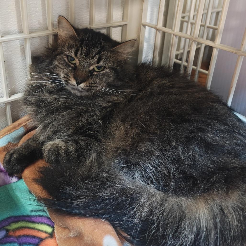 Nomad, Adoptable, Adult Female Domestic Long Hair.