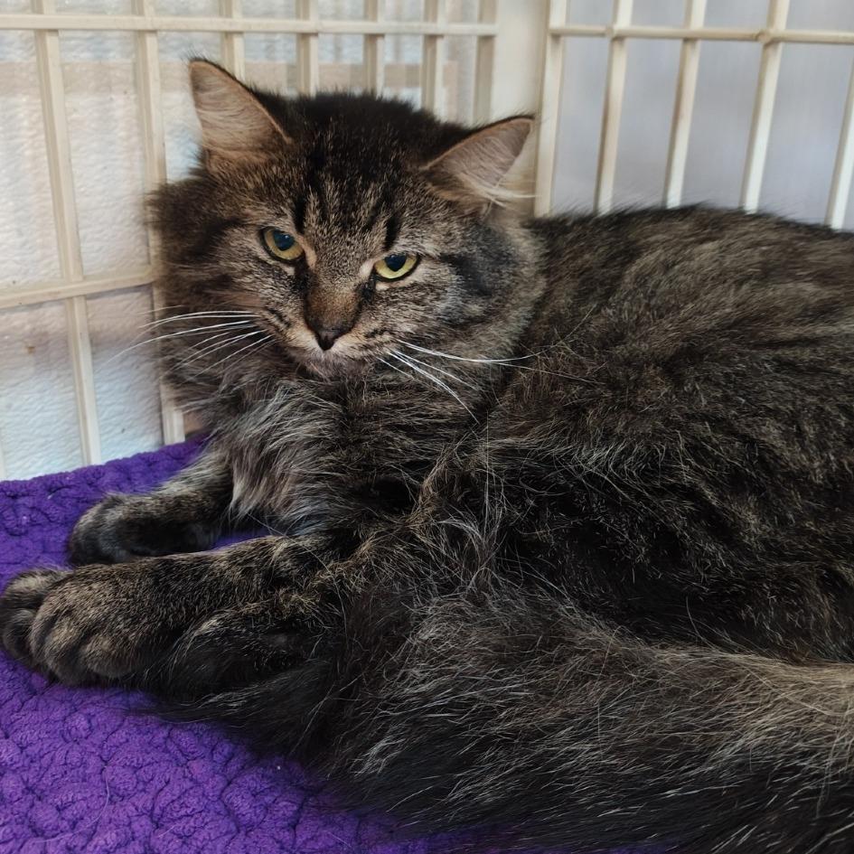 Enlarge Nomad, a Adoptable Domestic Long Hair in Madison, WI image 2/2