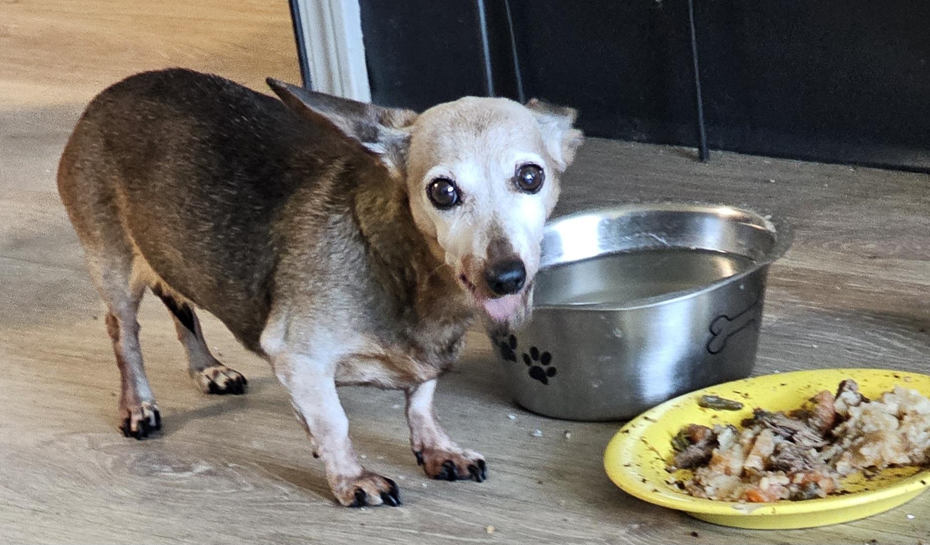 Enlarge BABY- urgent, an adopted Dachshund in Clarksville, IN image 1/3