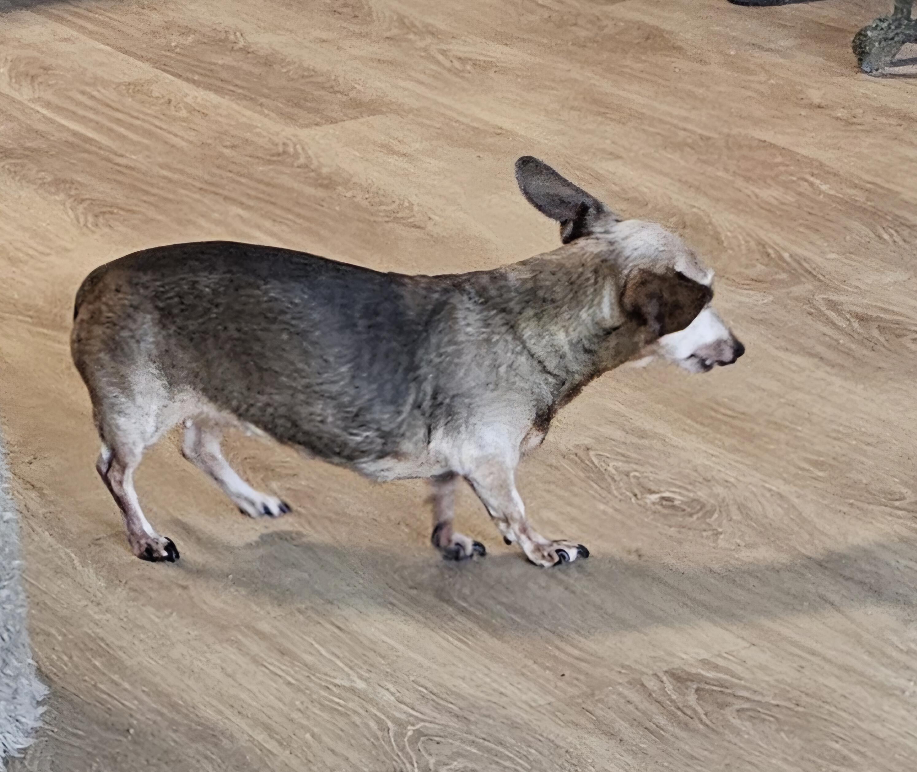 Enlarge BABY- urgent, an adopted Dachshund in Clarksville, IN image 2/3