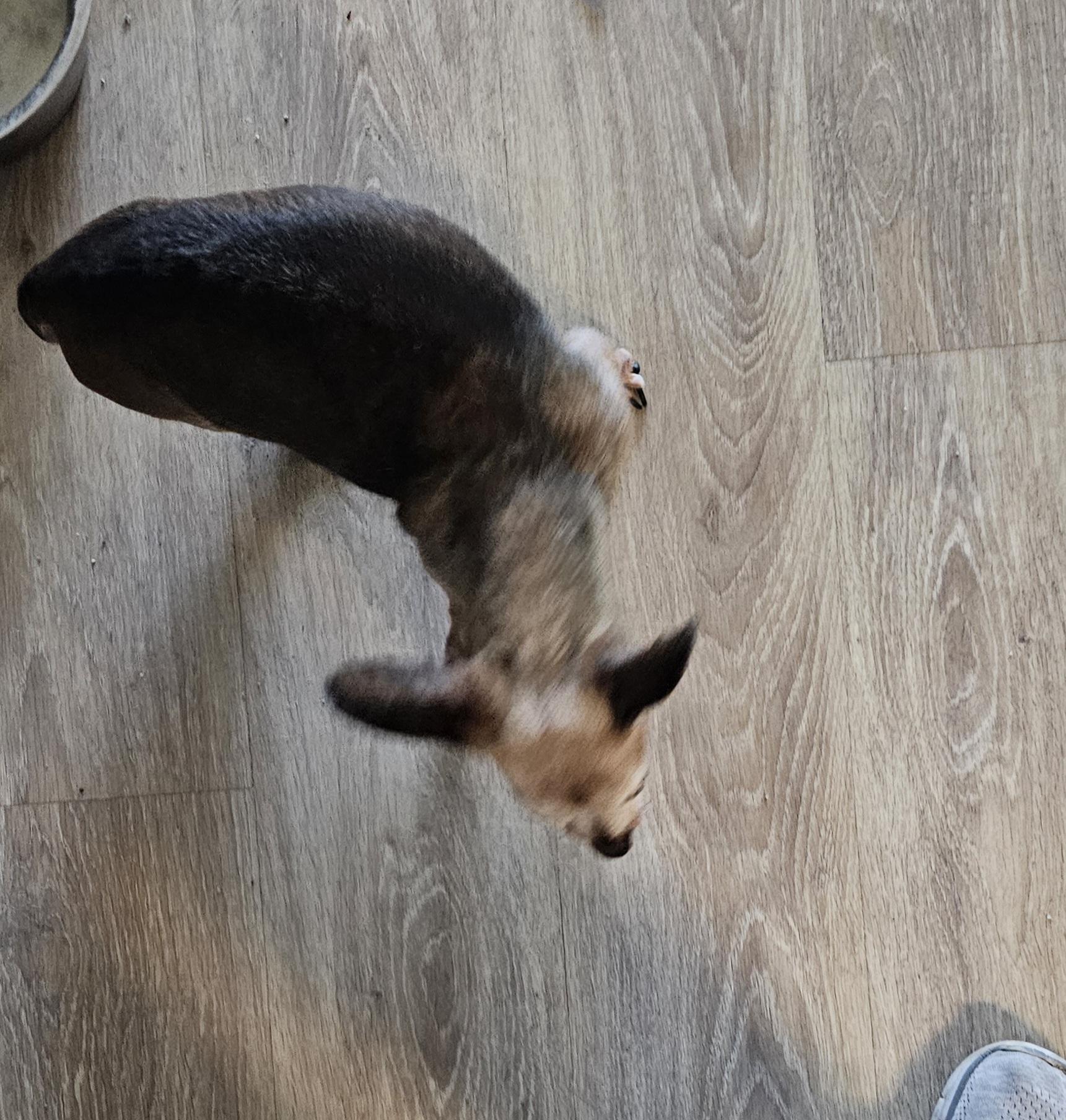 Enlarge BABY- urgent, an adopted Dachshund in Clarksville, IN image 3/3