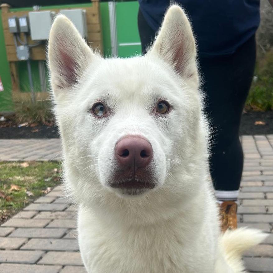 Salmon, Adoptable, Adult Male Siberian Husky & Shepherd.