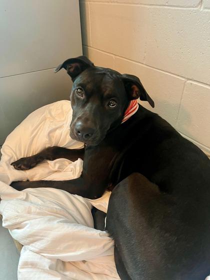 Lady Bird 45444, ADOPTABLE, Adult Female Mixed Breed.