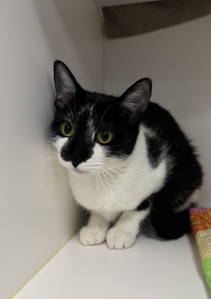 Enlarge Morticia, a Adoptable mixed breed in Grand Forks, ND image 1/3