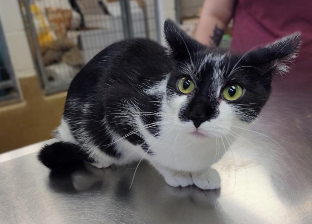Enlarge Morticia, a Adoptable mixed breed in Grand Forks, ND image 2/3