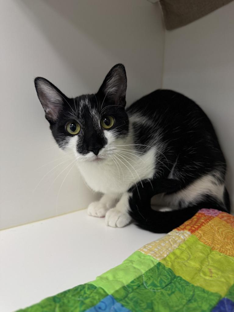 Enlarge Morticia, a Adoptable mixed breed in Grand Forks, ND image 3/3