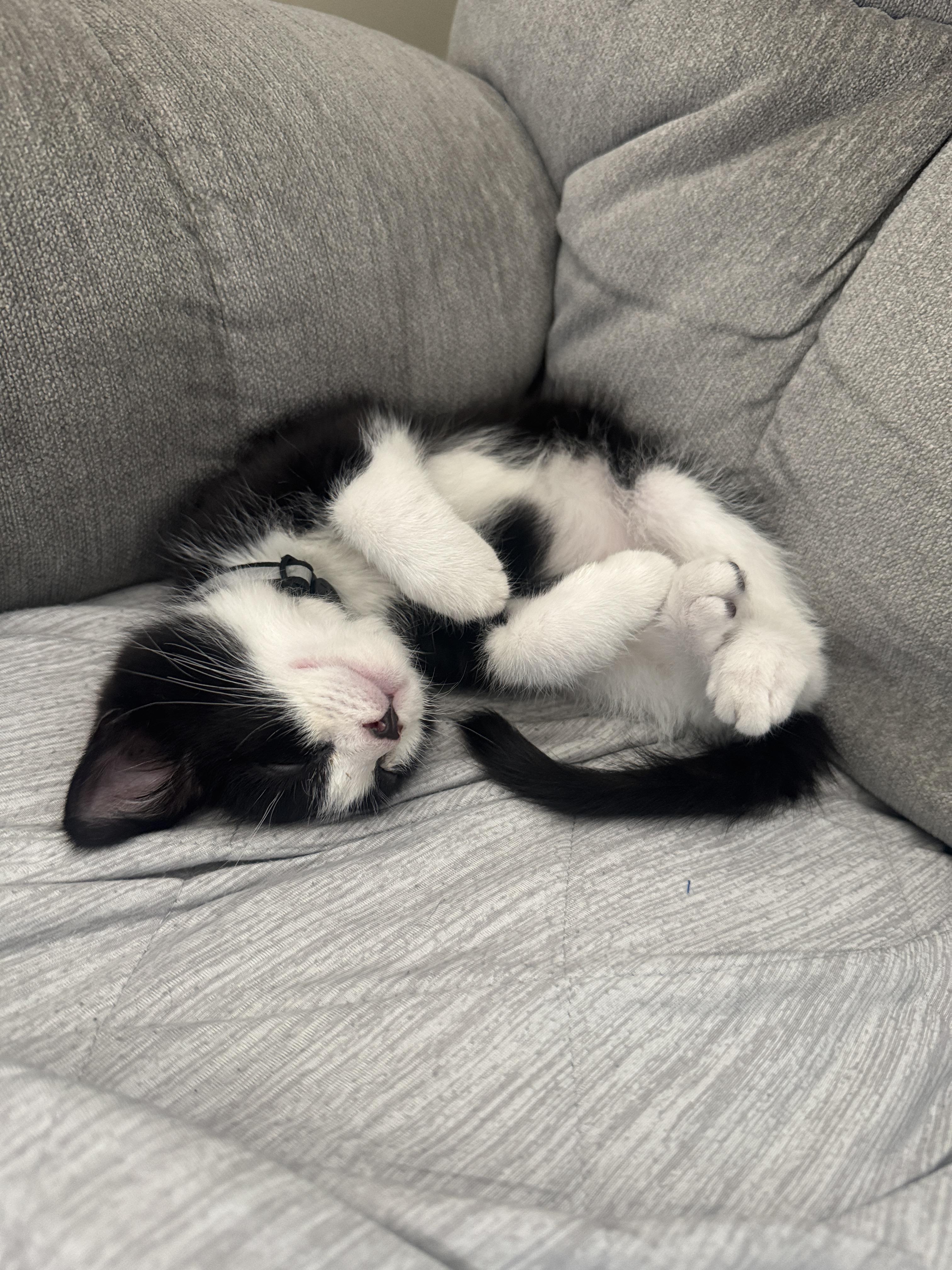 Astra, a ADOPTABLE Domestic Short Hair in Salt Lake City, UT image 2/3