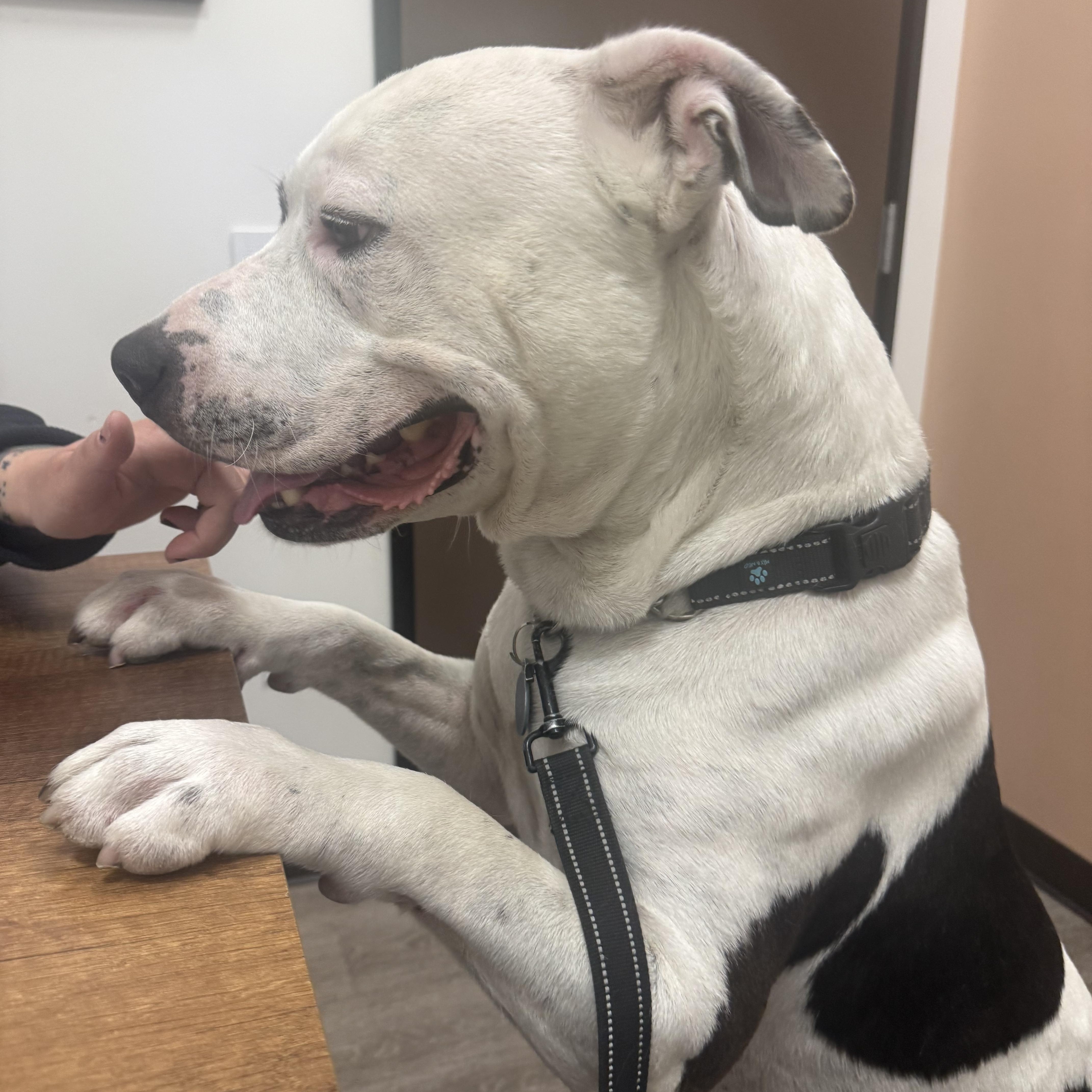 Enlarge Bucket , a Adoptable Pit Bull Terrier in Petaluma , CA image 2/5