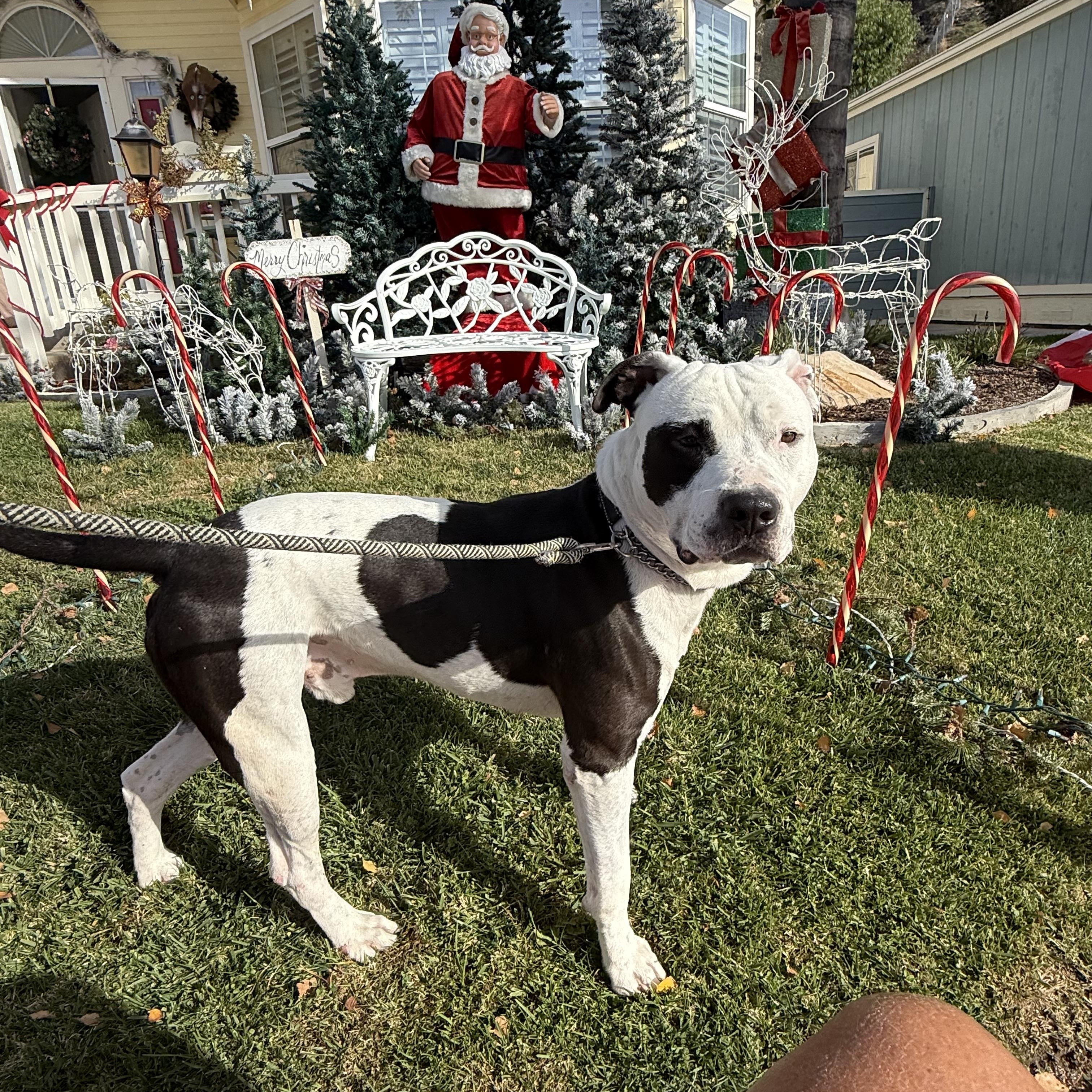 Enlarge Bucket , a Adoptable Pit Bull Terrier in Petaluma , CA image 1/5
