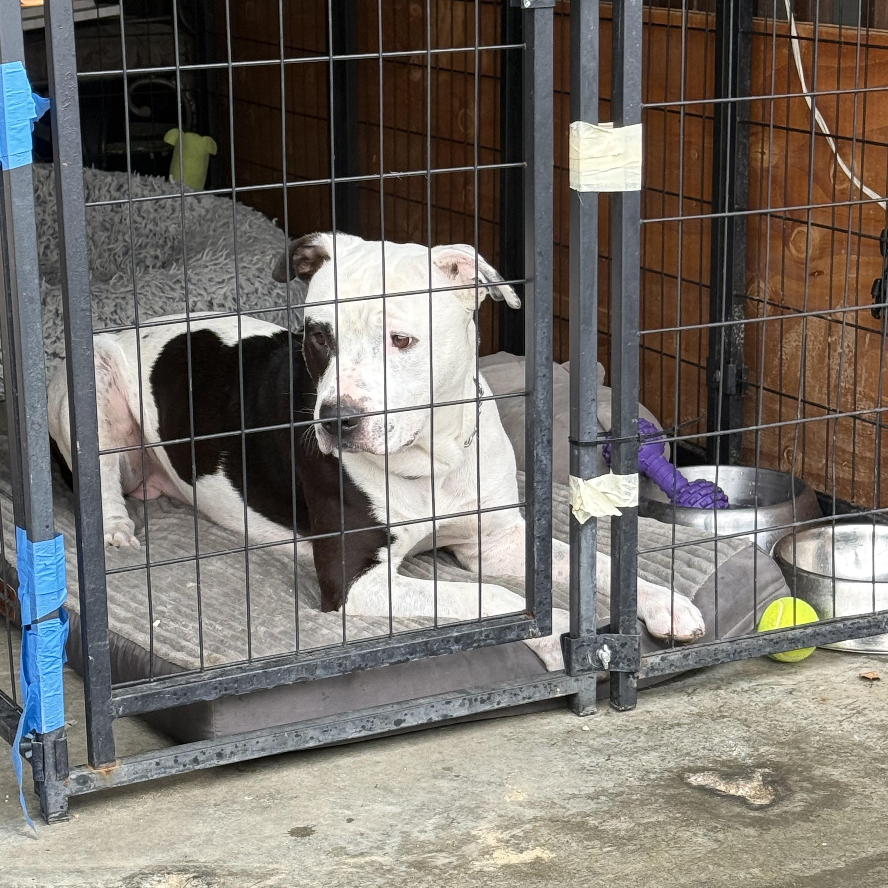 Enlarge Bucket , a Adoptable Pit Bull Terrier in Petaluma , CA image 4/5