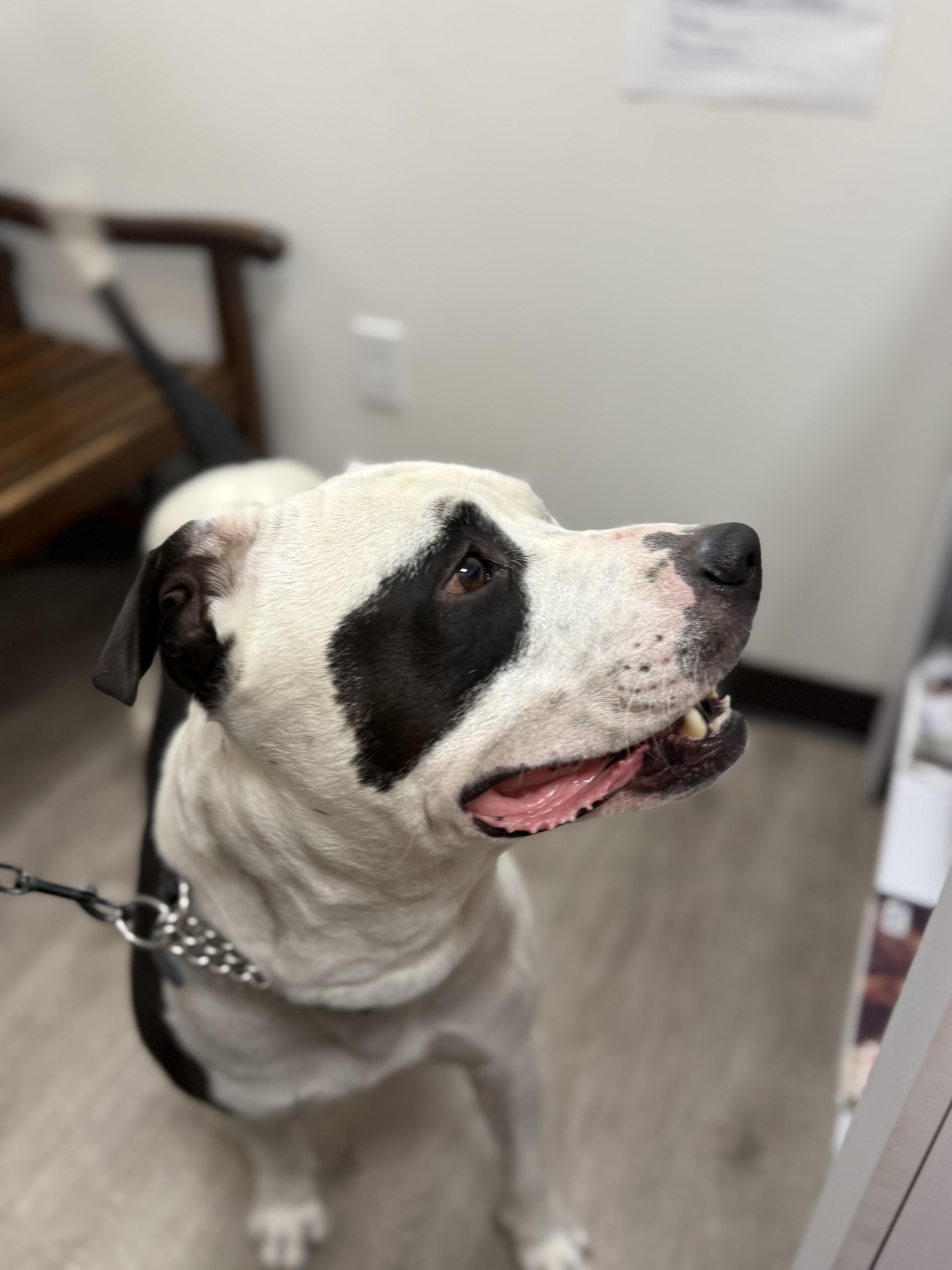 Enlarge Bucket , a Adoptable Pit Bull Terrier in Petaluma , CA image 5/5