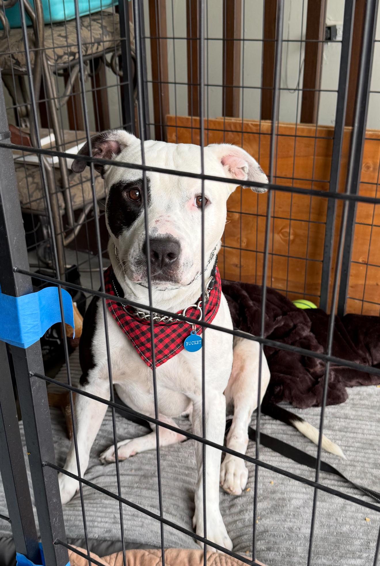 Enlarge Bucket , a Adoptable Pit Bull Terrier in Petaluma , CA image 3/5