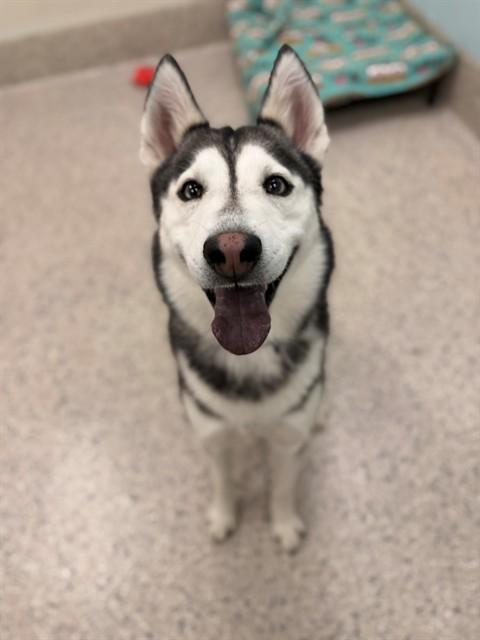Enlarge LATTE, a Adoptable Siberian Husky in Brighton, CO image 1/1