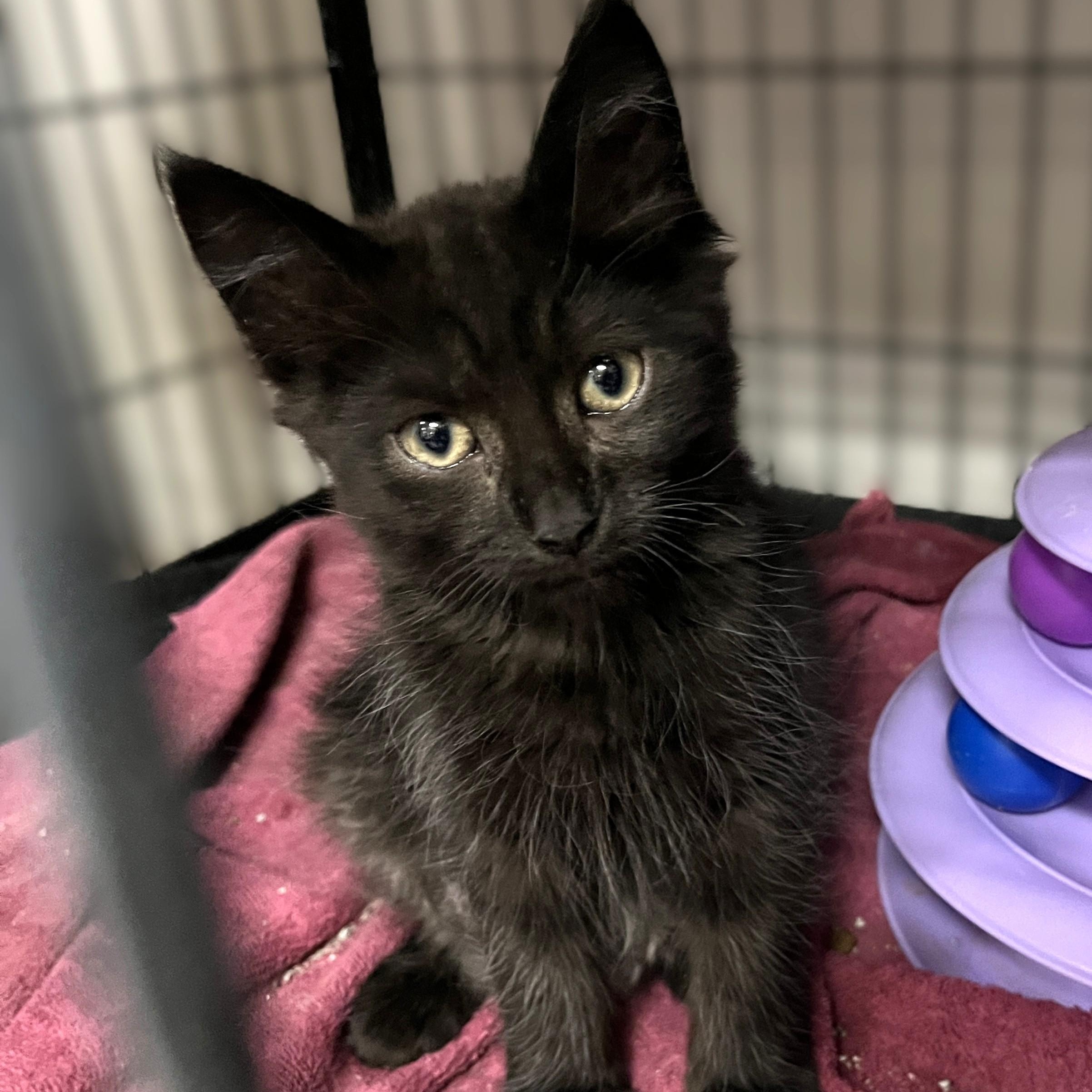 Panther, adopted, Kitten Male Domestic Medium Hair.