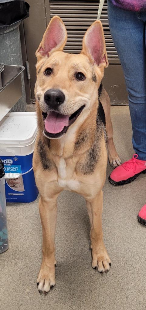 Coda, Adoptable, Young Male German Shepherd Dog.