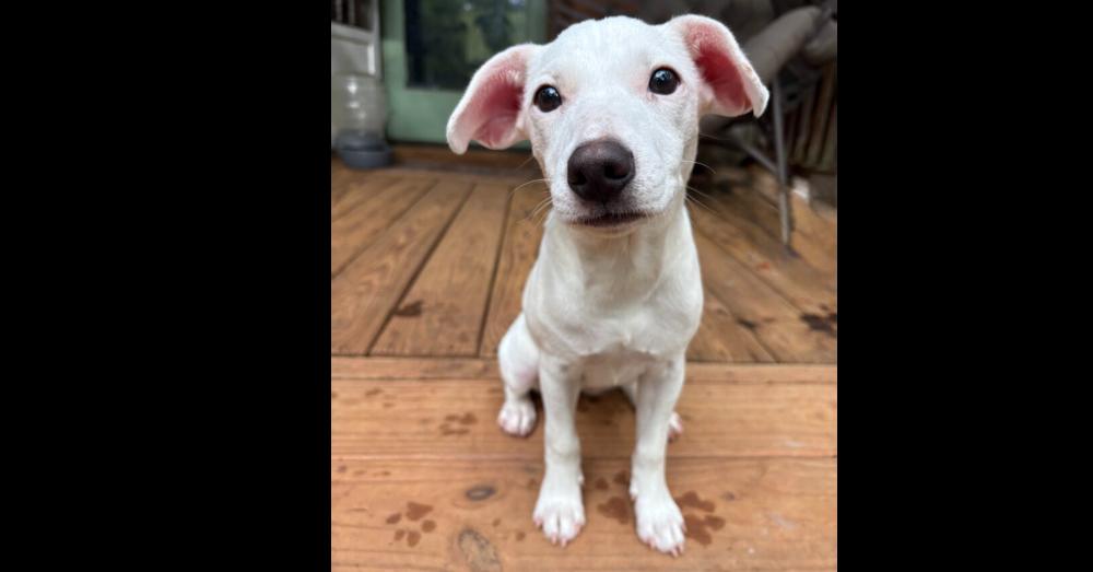 Enlarge POPPI (GA), a Adoptable mixed breed in Thompson, PA image 1/6