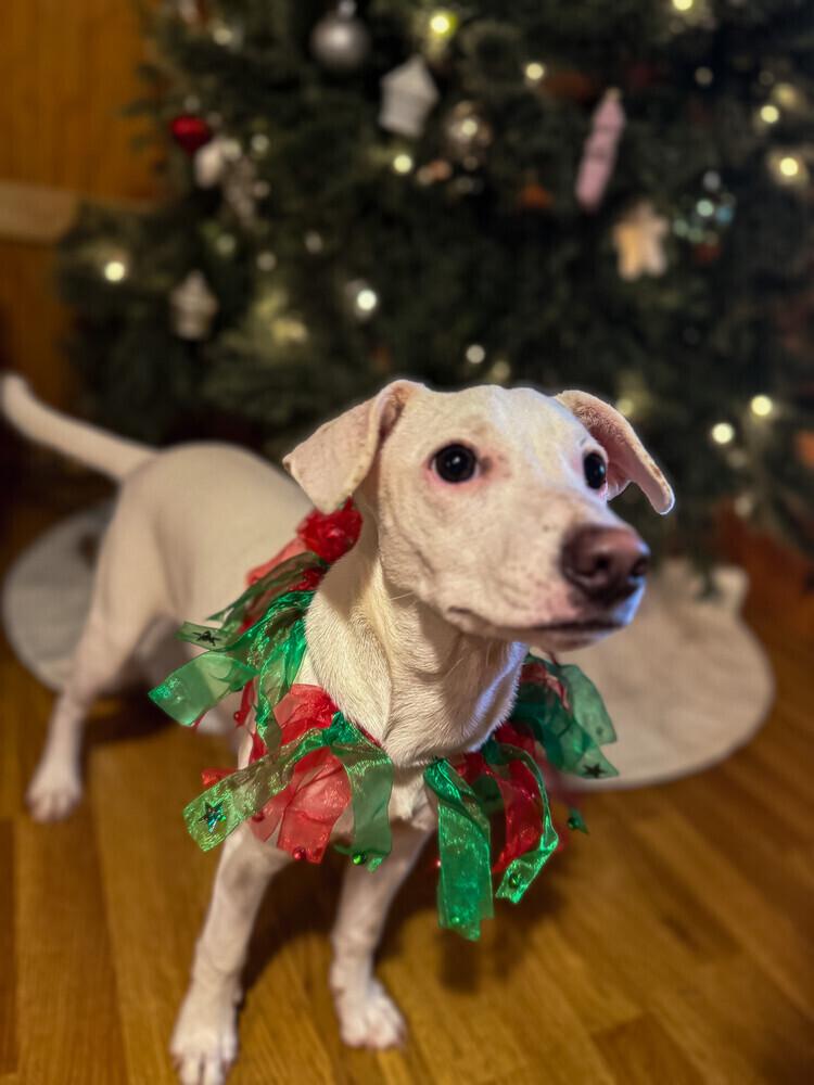 Enlarge POPPI (GA), a Adoptable mixed breed in Thompson, PA image 6/6