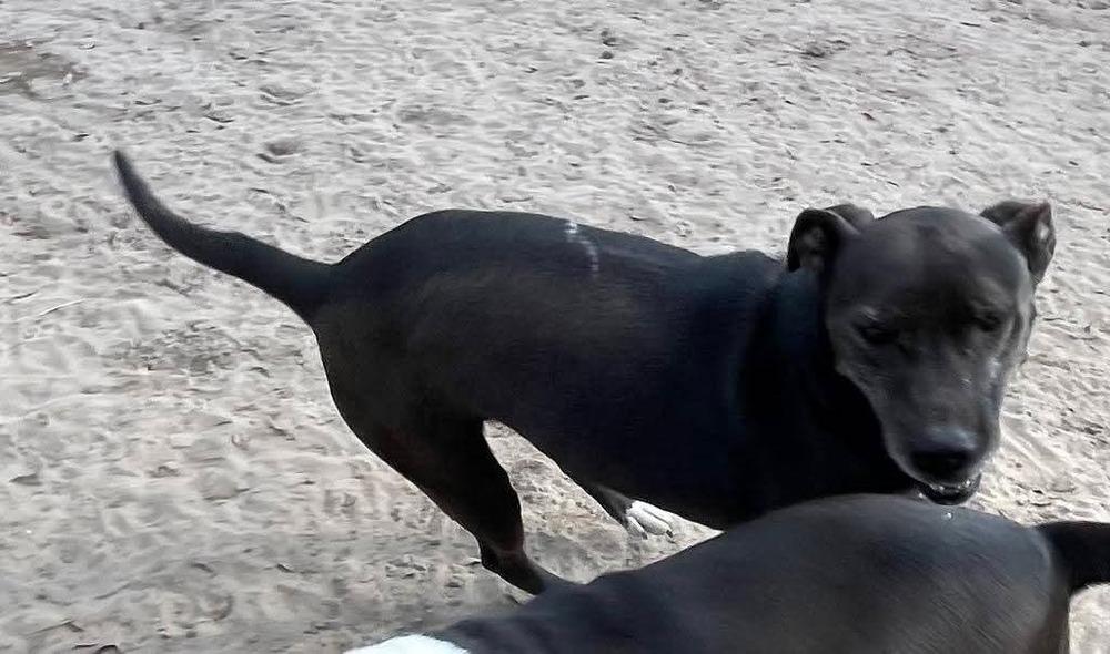 Reggie, Adoptable, Adult Male Labrador Retriever.