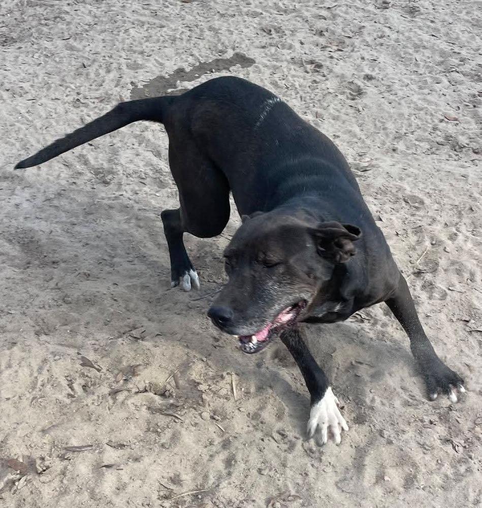 Enlarge Reggie, a Adoptable mixed breed in Marianna, FL image 2/3