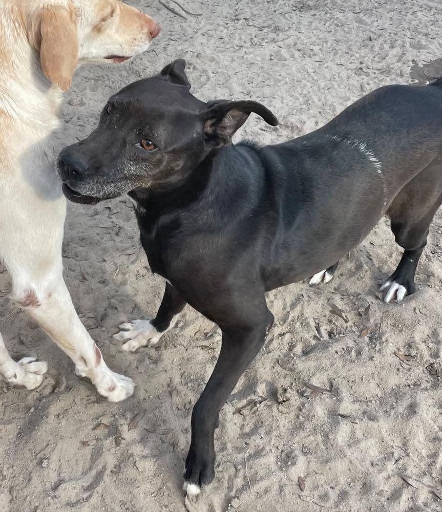 Enlarge Reggie, a Adoptable mixed breed in Marianna, FL image 3/3