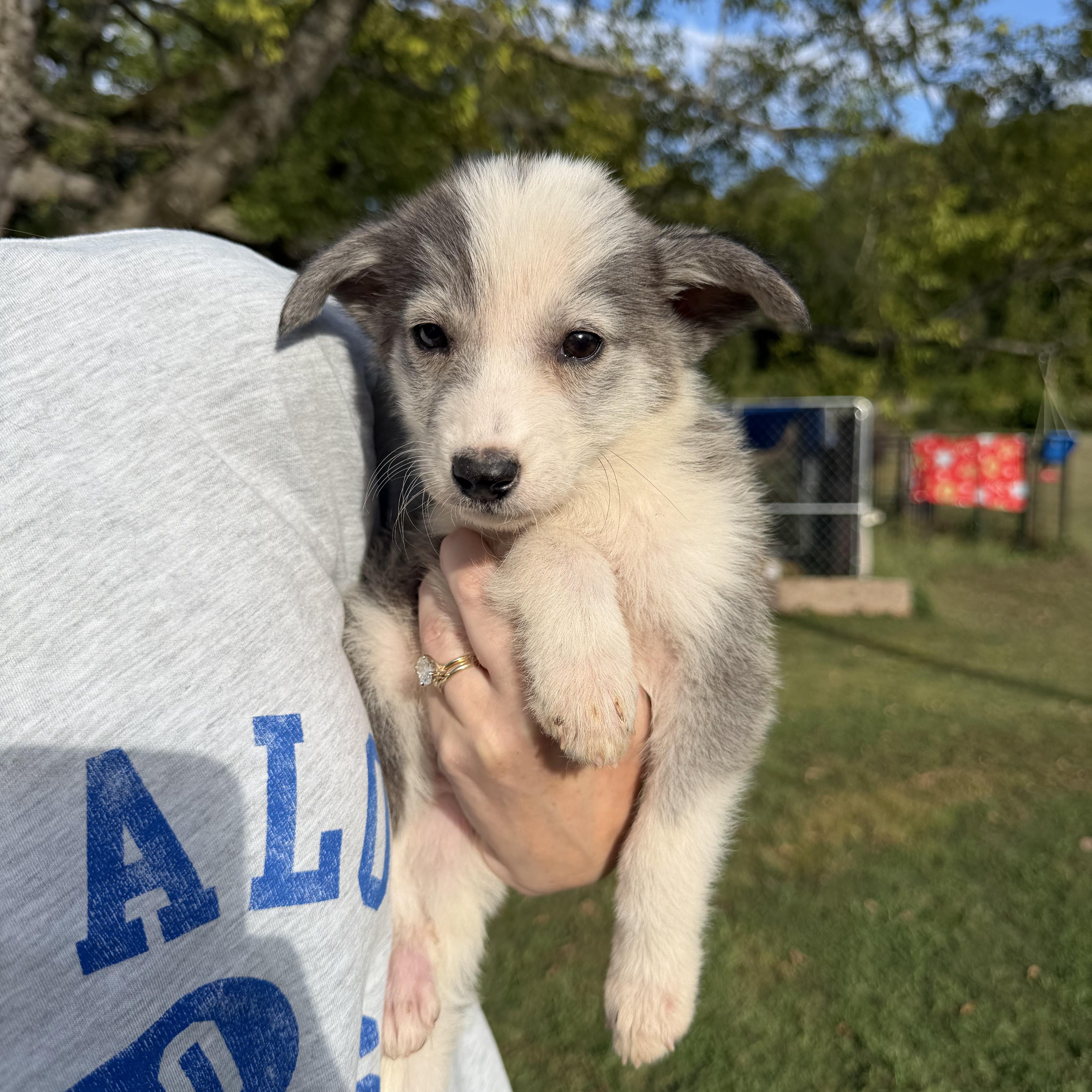 Enlarge Wynn, a Adopted mixed breed in Hamilton , NJ image 1/1