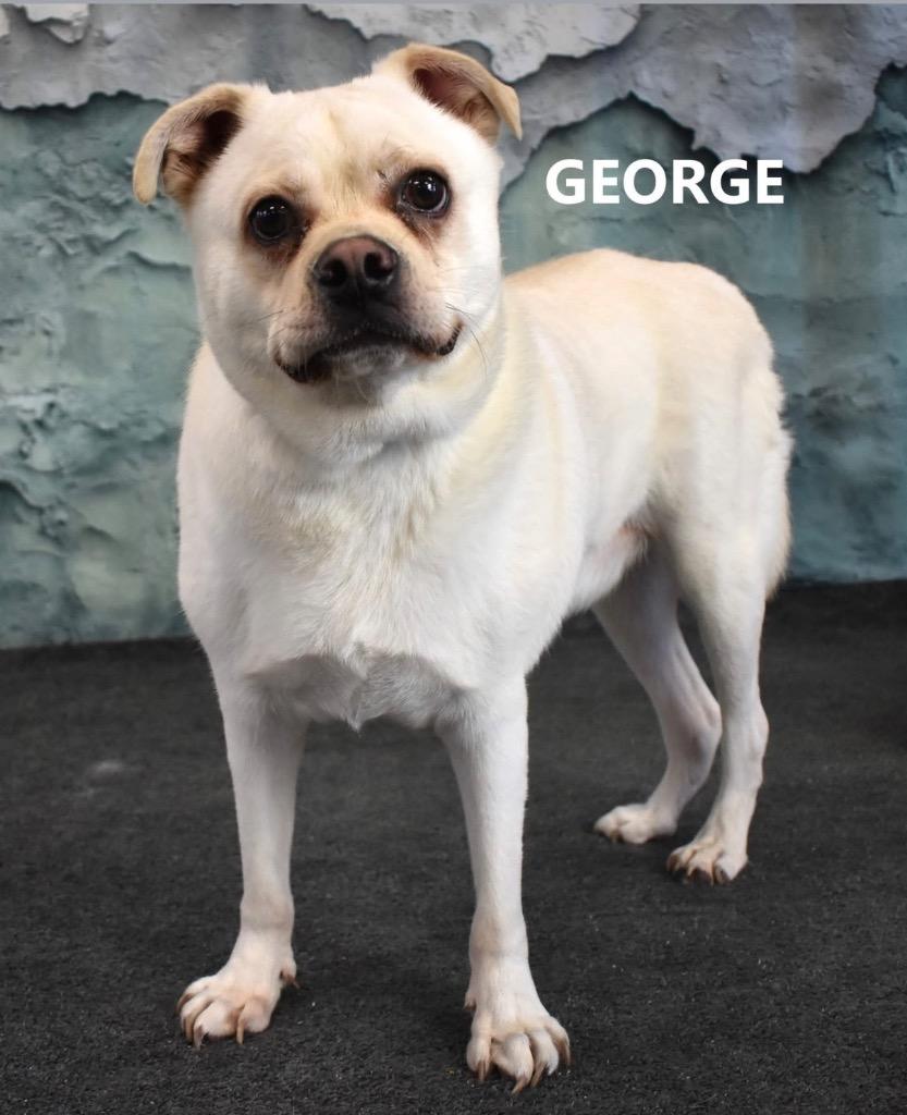 George, Adoptable, Young Male Pug & Shepherd.