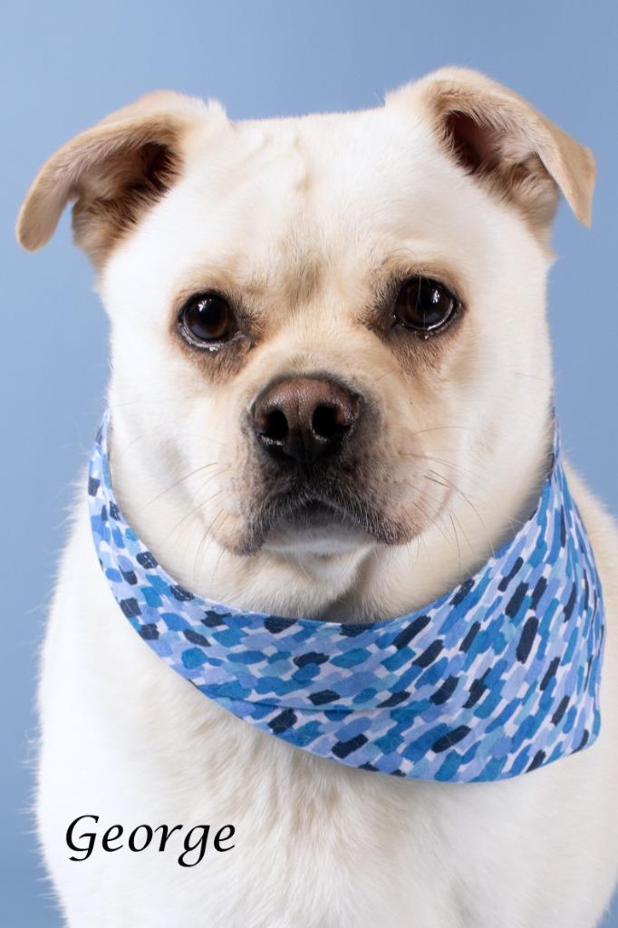 Enlarge George, a Adoptable mixed breed in Gilbert, AZ image 2/3