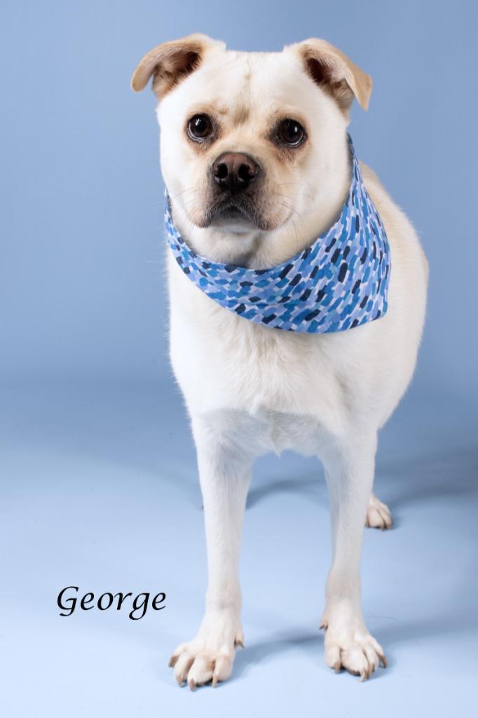 Enlarge George, a Adoptable mixed breed in Gilbert, AZ image 3/3