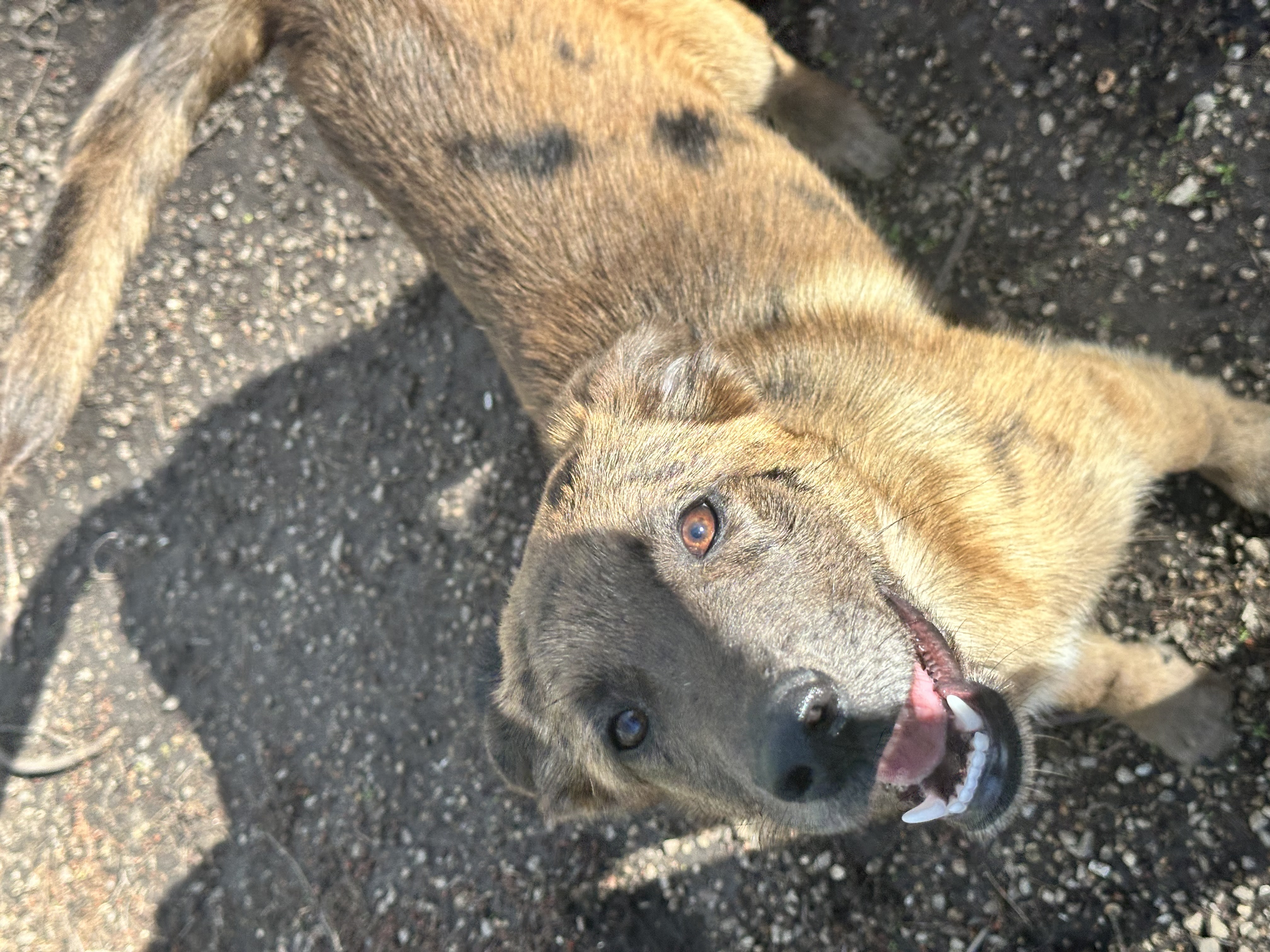 June Bug, Adopted, Puppy Female Catahoula Leopard Dog.