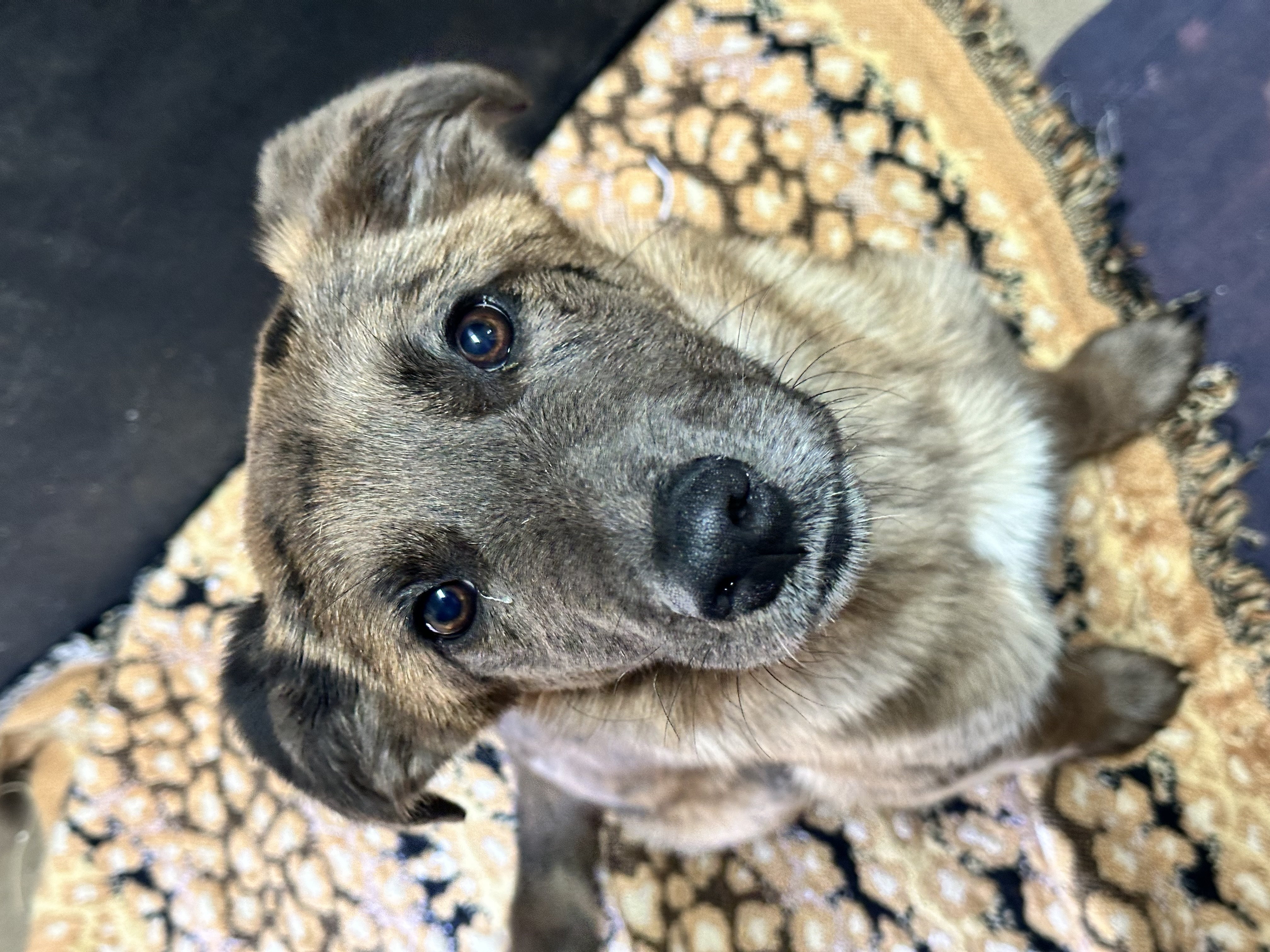 Enlarge June Bug, a Adopted mixed breed in Sugar Grove, IL image 2/5