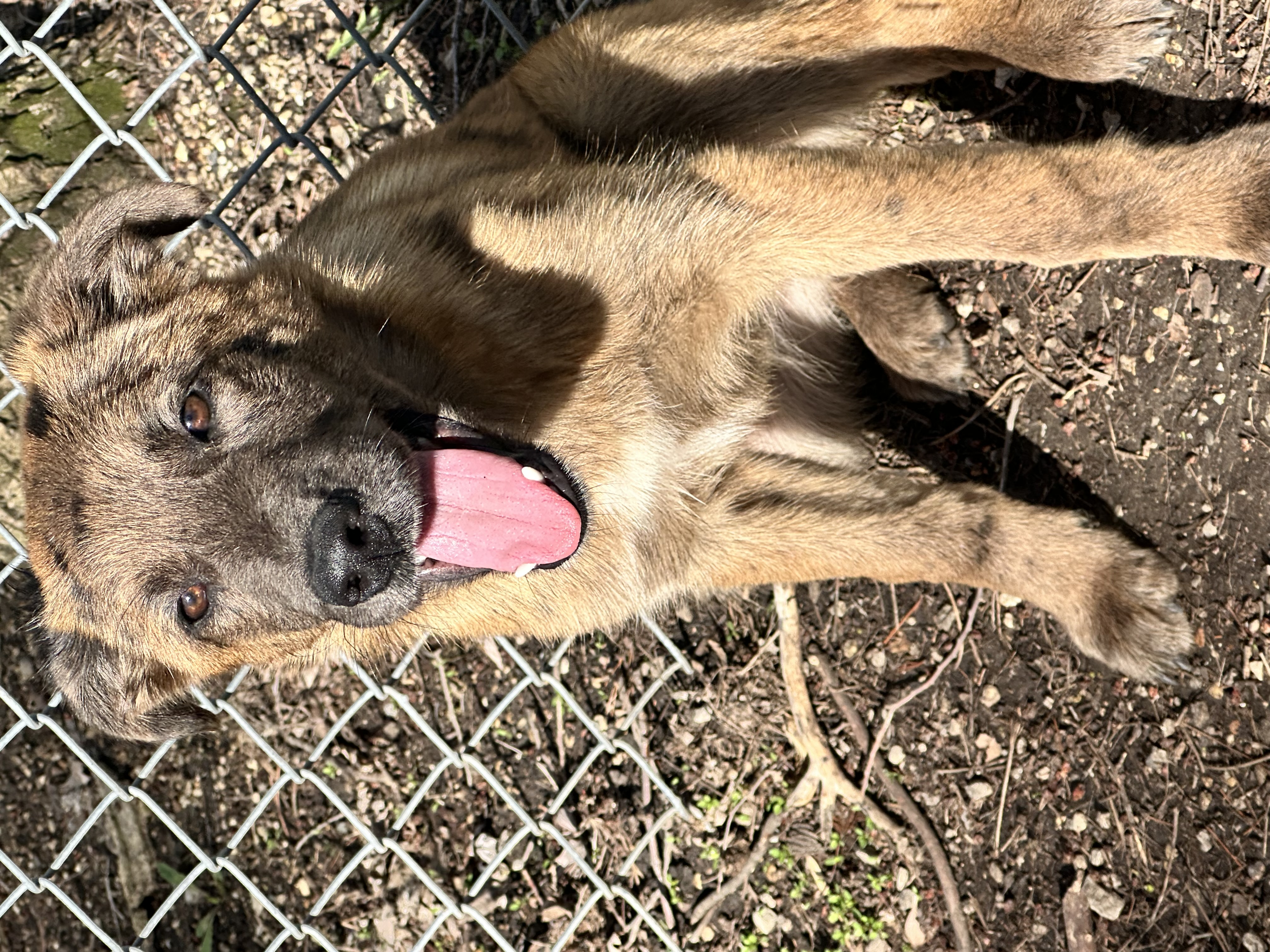 Enlarge June Bug, a Adopted mixed breed in Sugar Grove, IL image 3/5
