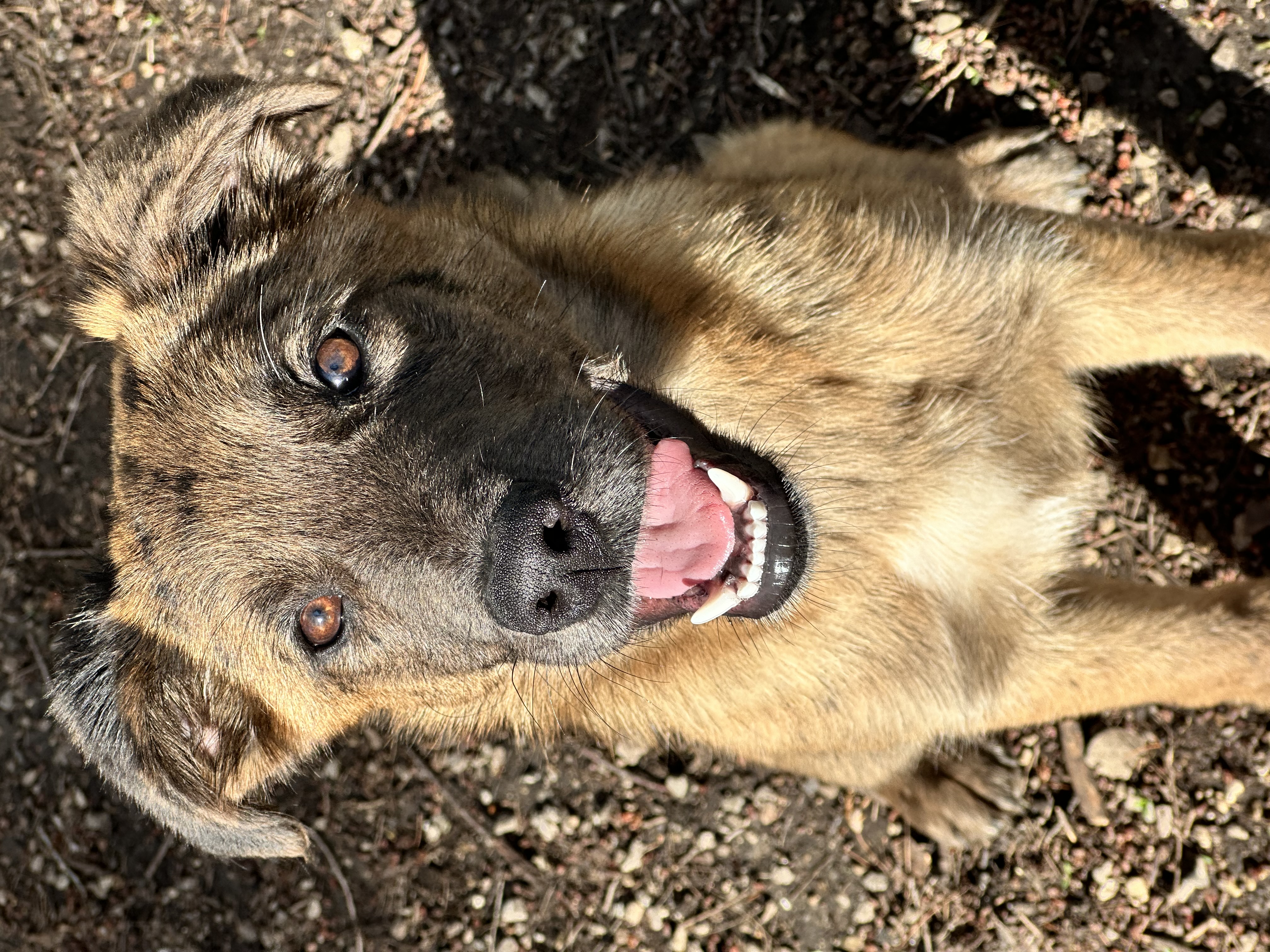 Enlarge June Bug, a Adopted mixed breed in Sugar Grove, IL image 4/5