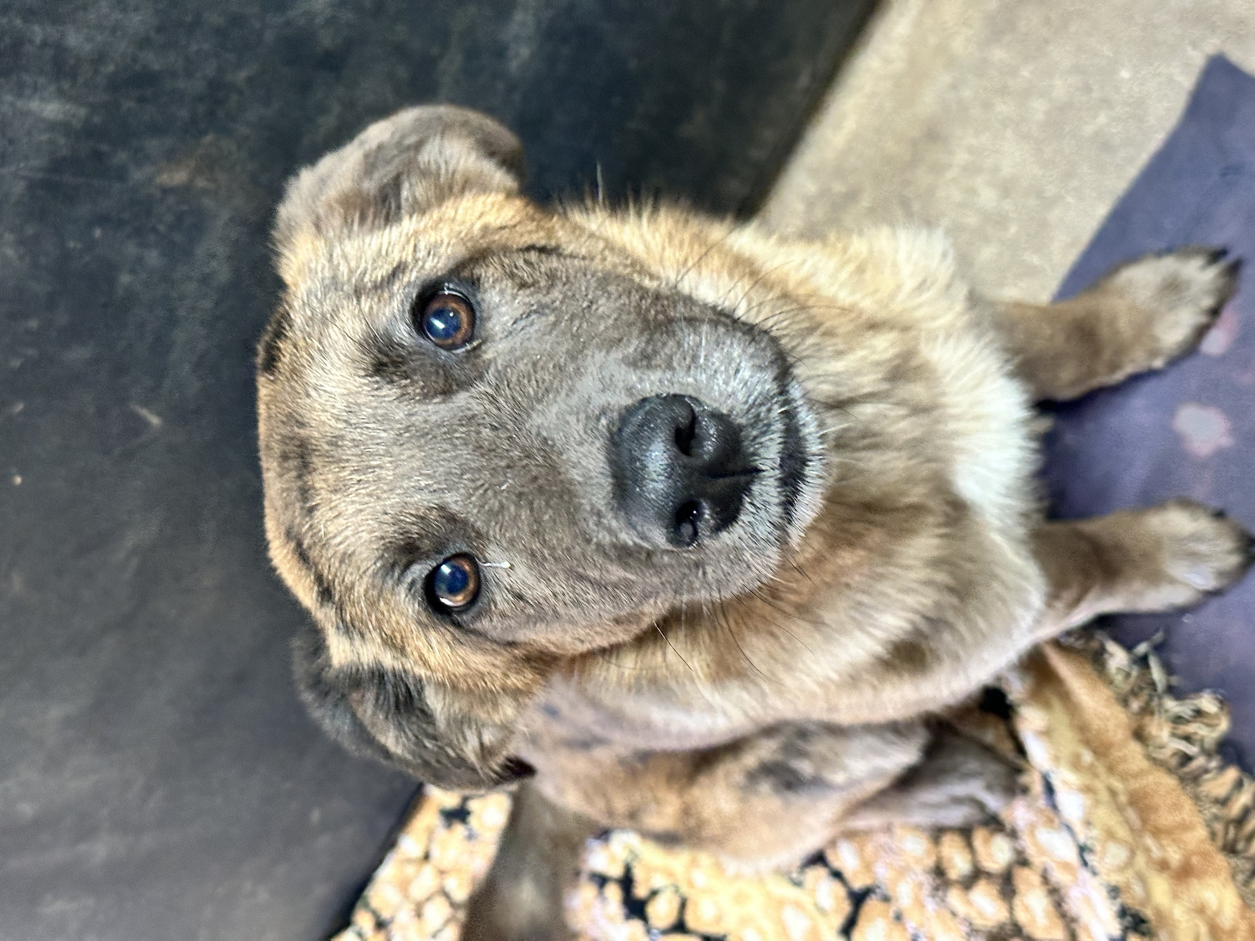 Enlarge June Bug, a Adopted mixed breed in Sugar Grove, IL image 5/5