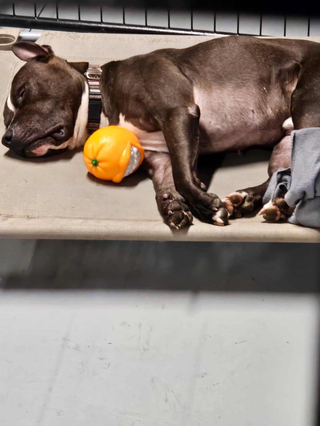 Enlarge Lightning McQueen, a ADOPTABLE mixed breed in Greenwood, IN image 3/6