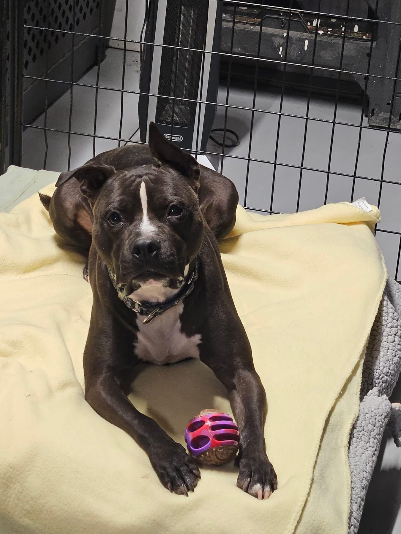 Lightning McQueen, ADOPTABLE, Adult Male Mixed Breed.