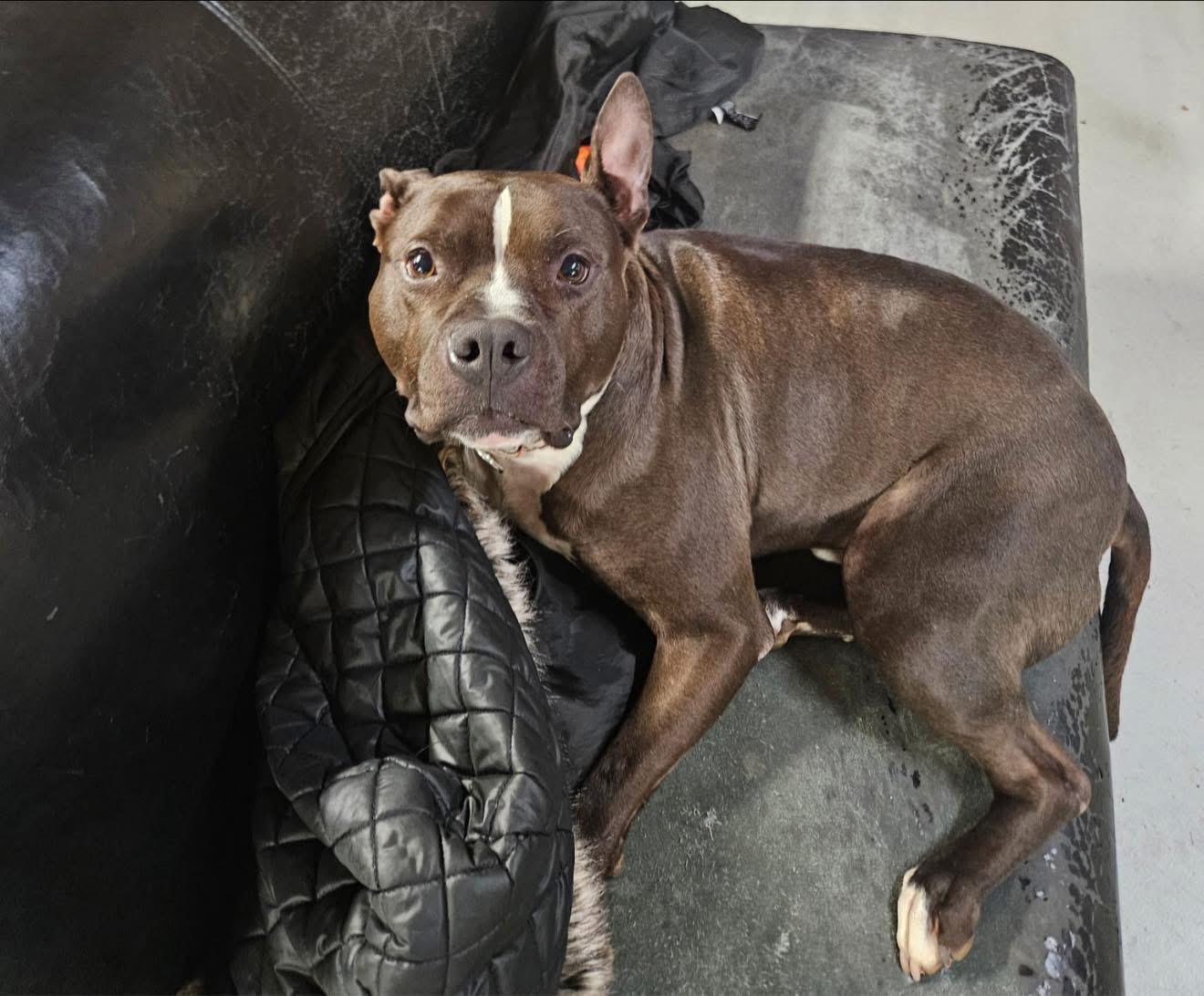 Enlarge Lightning McQueen, a ADOPTABLE mixed breed in Greenwood, IN image 5/6