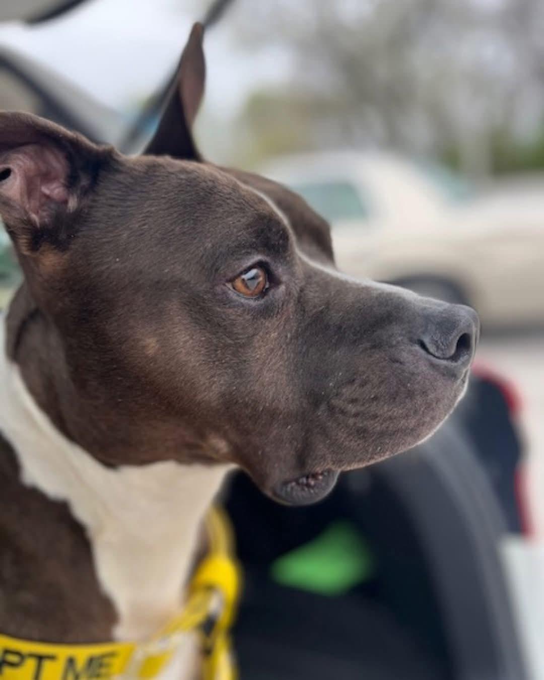 Enlarge Lightning McQueen, a ADOPTABLE mixed breed in Greenwood, IN image 6/6