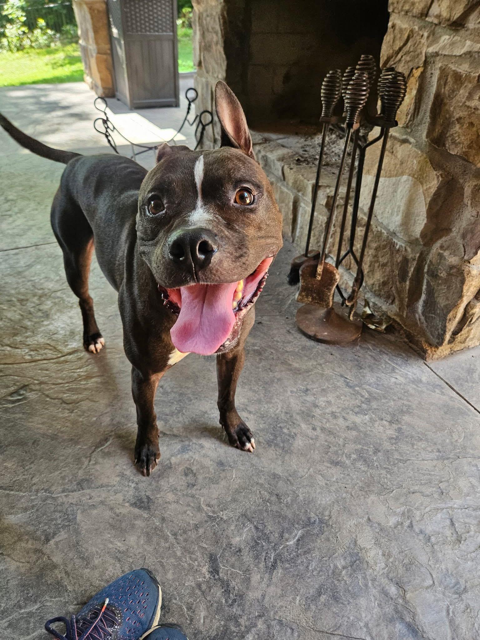 Enlarge Lightning McQueen, a ADOPTABLE mixed breed in Greenwood, IN image 2/6