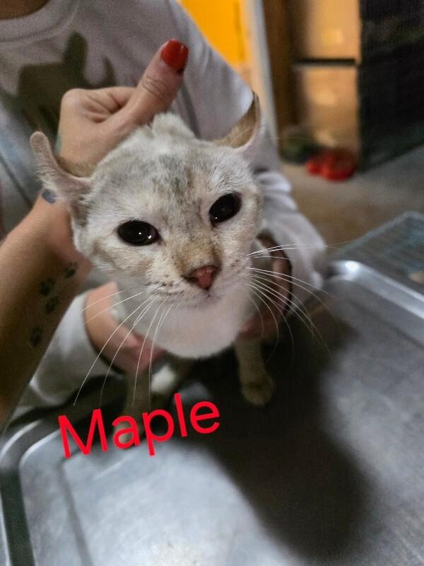 Maple